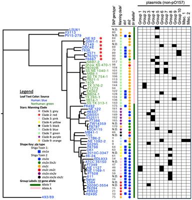 Escherichia coli O157:H7 tir 255 T > A allele strains differ in chromosomal and plasmid composition